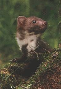 Сергей Алексеев - Ох, охота!