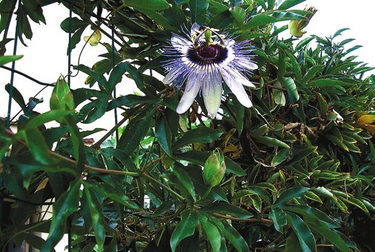 Татьяна Дорошенко - Декоративноцветущие растения