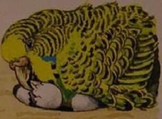 Хорст Бильфельд - Волнистые попугаи