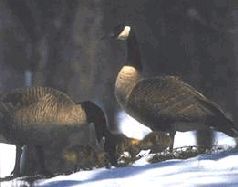 Сергей Алексеев - Ох, охота!