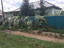 Н. Киселева - Изобразительное искусство Алтайского края. История,...