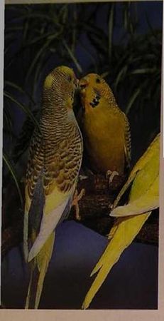 Хорст Бильфельд - Волнистые попугаи