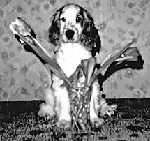 Марина Куропаткина - Американский кокер-спаниель