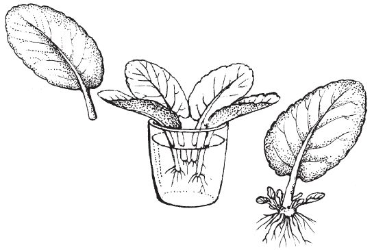 Татьяна Дорошенко - Декоративноцветущие растения