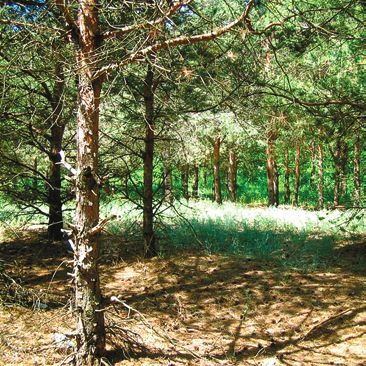 Татьяна Дорошенко - Декоративноцветущие растения