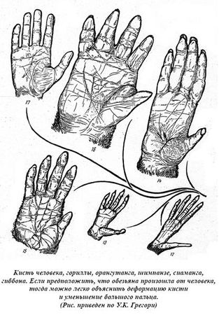 Александр Белов - Тайная родословная человека. Загадка превращения людей в животных