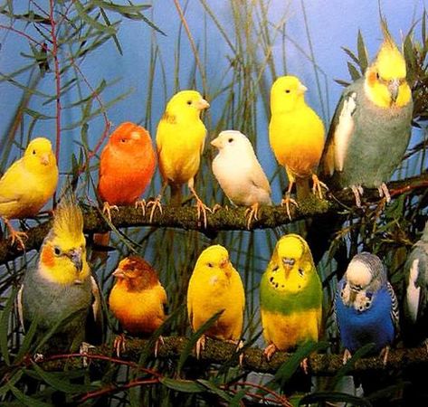 Хорст Бильфельд - Волнистые попугаи