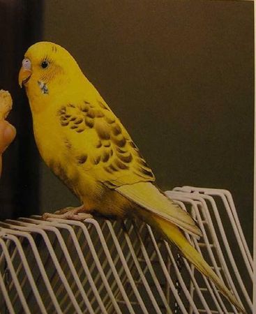 Хорст Бильфельд - Волнистые попугаи