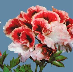 Татьяна Дорошенко - Декоративноцветущие растения