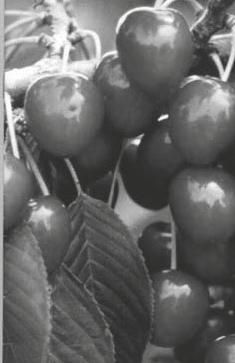 Р. Ноздрачева - Вишня