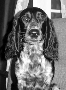 Екатерина Константинова - Русский охотничий спаниель