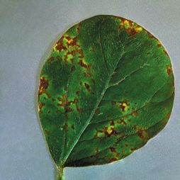 Татьяна Дорошенко - Декоративноцветущие растения