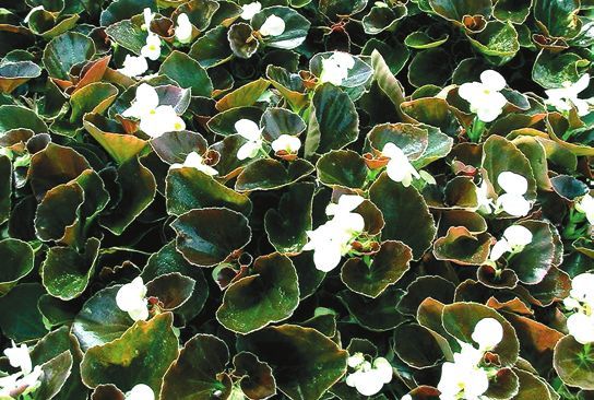 Татьяна Дорошенко - Декоративноцветущие растения