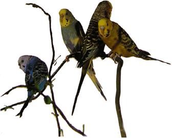 Хорст Бильфельд - Волнистые попугаи