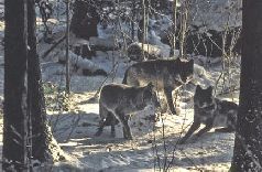 Сергей Алексеев - Ох, охота!