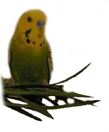 Хорст Бильфельд - Волнистые попугаи