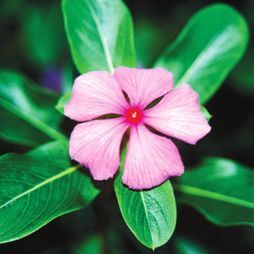 Татьяна Дорошенко - Декоративноцветущие растения