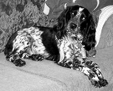 Екатерина Константинова - Русский охотничий спаниель