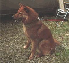 Сергей Алексеев - Ох, охота!