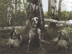 Сергей Алексеев - Ох, охота!