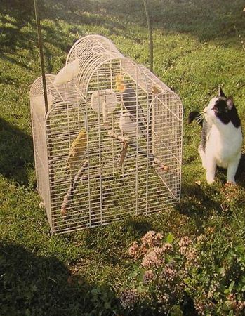 Хорст Бильфельд - Волнистые попугаи