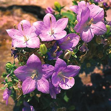 Татьяна Дорошенко - Декоративноцветущие растения