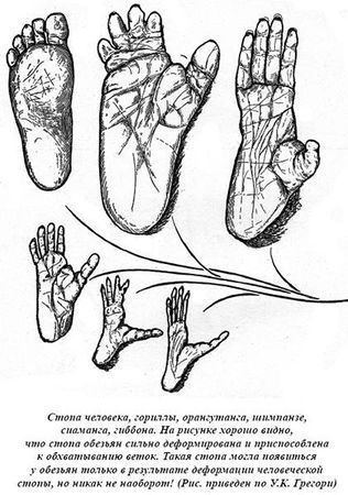 Александр Белов - Тайная родословная человека. Загадка превращения людей в животных