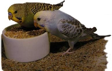 Хорст Бильфельд - Волнистые попугаи