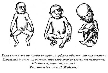 Александр Белов - Тайная родословная человека. Загадка превращения людей в животных