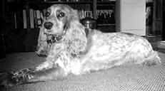 Русский охотничий спаниель