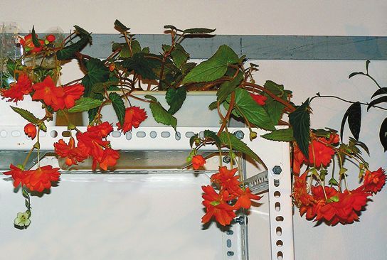 Татьяна Дорошенко - Декоративноцветущие растения