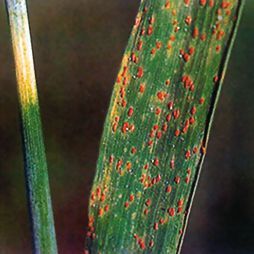 Татьяна Дорошенко - Декоративноцветущие растения