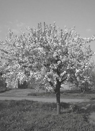 Р. Ноздрачева - Вишня