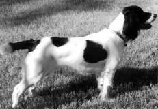 Екатерина Константинова - Русский охотничий спаниель