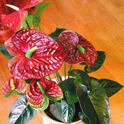 Татьяна Дорошенко - Декоративноцветущие растения