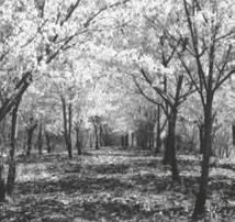 Р. Ноздрачева - Вишня