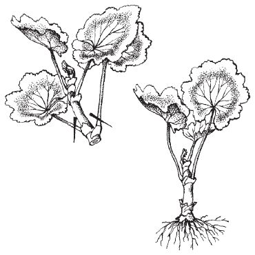 Татьяна Дорошенко - Декоративноцветущие растения