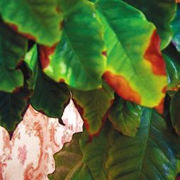 Татьяна Дорошенко - Декоративноцветущие растения