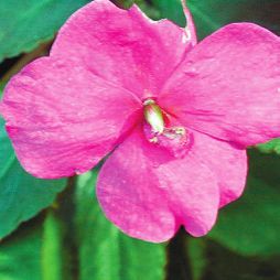 Татьяна Дорошенко - Декоративноцветущие растения