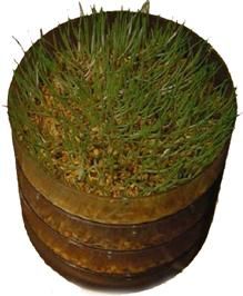 Хорст Бильфельд - Волнистые попугаи