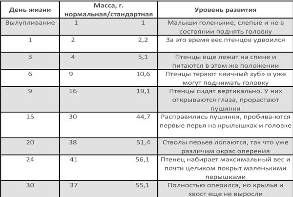 Хорст Бильфельд - Волнистые попугаи