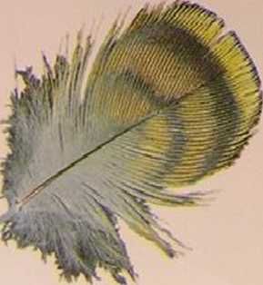 Хорст Бильфельд - Волнистые попугаи