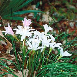 Татьяна Дорошенко - Декоративноцветущие растения