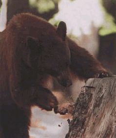 Сергей Алексеев - Ох, охота!