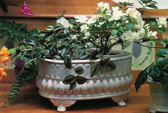 Татьяна Дорошенко - Декоративноцветущие растения