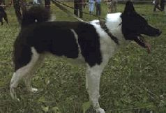 Сергей Алексеев - Ох, охота!