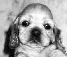 Марина Куропаткина - Американский кокер-спаниель