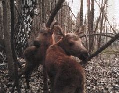 Сергей Алексеев - Ох, охота!