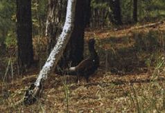 Сергей Алексеев - Ох, охота!