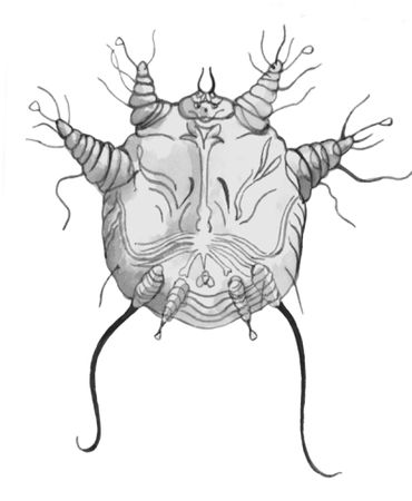 Екатерина Константинова - Русский охотничий спаниель